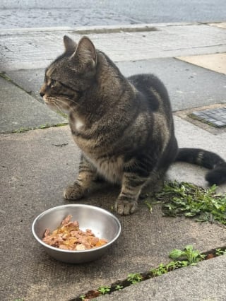 Illustration de l'article : La chatte la plus aimée d’une gare disparaît du jour au lendemain et une chaîne de solidarité se crée pour la retrouver