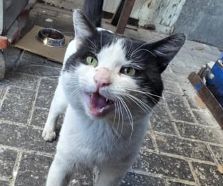 Illustration de l'article : Les employés d’une boulangerie sur le point de fermer se mobilisent pour trouver une maison aimante au chat dont ils s’occupent 