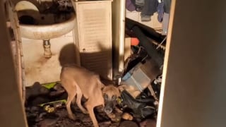 Illustration de l'article : « Inutile de parler pour comprendre quand on croise certains regards », les yeux poignants de ce chien au moment de son sauvetage (vidéo)