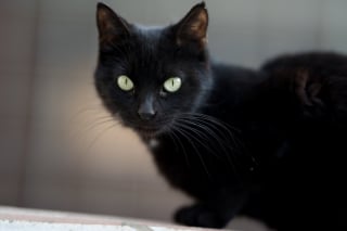 Illustration de l'article : Pour éviter des gestes irresponsables, une ville espagnole interdit l’adoption de chats noirs durant la période d’Halloween