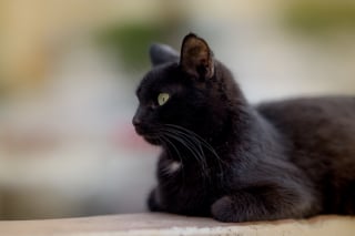 Illustration de l'article : Pour éviter des gestes irresponsables, une ville espagnole interdit l’adoption de chats noirs durant la période d’Halloween