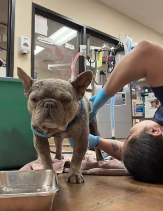 Illustration de l'article : Recueilli dans un sac plastique, ce Bouledogue Français trouve refuge auprès d'une soigneuse qui débourse 3400 euros pour son opération et refuse de le renvoyer au refuge (vidéo)