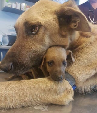 Illustration de l'article : 16 photos de chiens et de chats avec leurs petits qui vous feront fondre &agrave; coup s&ucirc;r