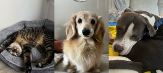 Illustration de l'article : Le sourire attendrissant et unique de cette chienne séniore fait fondre tous ceux qui croisent son regard