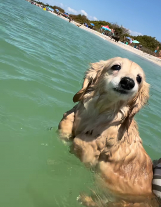 Illustration de l'article : Le sourire attendrissant et unique de cette chienne séniore fait fondre tous ceux qui croisent son regard
