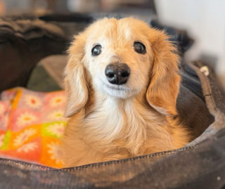 Illustration de l'article : Le sourire attendrissant et unique de cette chienne séniore fait fondre tous ceux qui croisent son regard