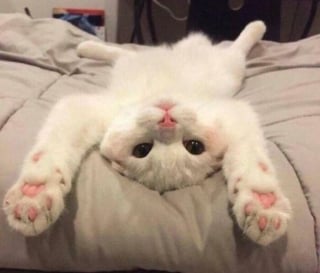 Illustration de l'article : 15 animaux qui vous donneront le sourire à coup sûr