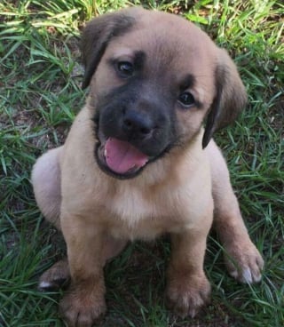 Illustration de l'article : 15 animaux qui vous donneront le sourire à coup sûr