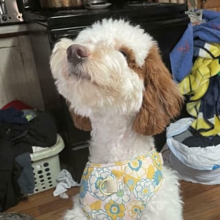 Illustration de l'article : 15 animaux qui vous donneront le sourire à coup sûr