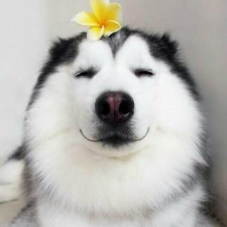 Illustration de l'article : 15 animaux qui vous donneront le sourire à coup sûr