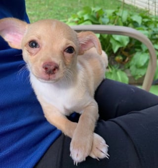 Illustration de l'article : 15 animaux qui vous donneront le sourire à coup sûr