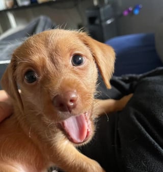 Illustration de l'article : 15 animaux qui vous donneront le sourire à coup sûr