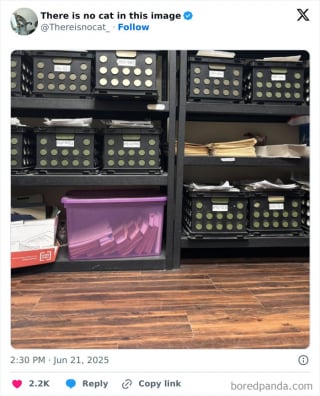 Illustration de l'article : 12 chats rois du camouflage, difficiles à repérer