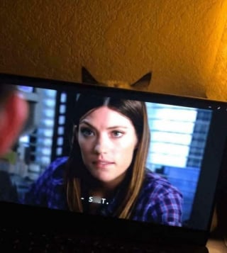 Illustration de l'article : 12 chats rois du camouflage, difficiles à repérer