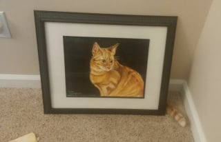 Illustration de l'article : 12 chats rois du camouflage, difficiles à repérer