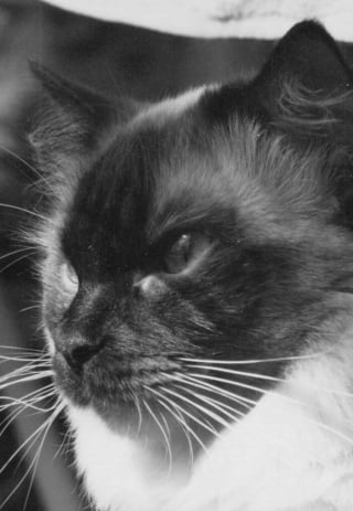 Illustration de l'article : 9 photos en noir et blanc qui révèlent l'élégance des chats