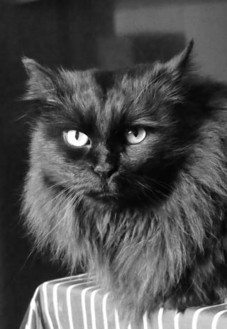 Illustration de l'article : 9 photos en noir et blanc qui révèlent l'élégance des chats