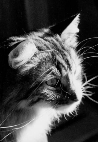Illustration de l'article : 9 photos en noir et blanc qui révèlent l'élégance des chats