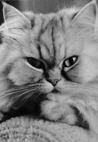 Illustration de l'article : 9 photos en noir et blanc qui révèlent l'élégance des chats