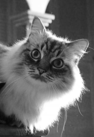 Illustration de l'article : 9 photos en noir et blanc qui révèlent l'élégance des chats