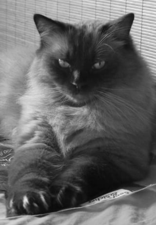 Illustration de l'article : 9 photos en noir et blanc qui révèlent l'élégance des chats