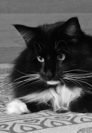 Illustration de l'article : 9 photos en noir et blanc qui révèlent l'élégance des chats