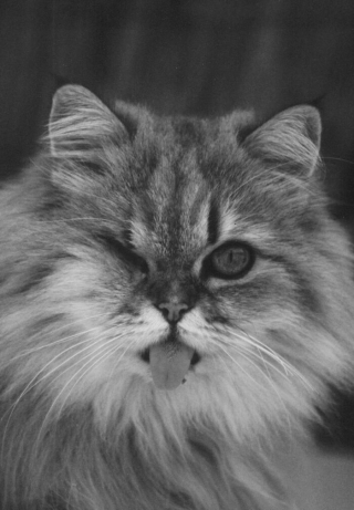 Illustration de l'article : 9 photos en noir et blanc qui révèlent l'élégance des chats