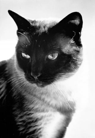 Illustration de l'article : 9 photos en noir et blanc qui révèlent l'élégance des chats