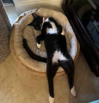 Illustration de l'article : 10 photos de chats et chiens amusantes pour égayer une journée maussade