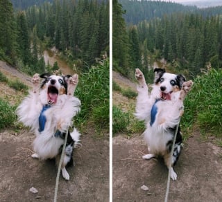 Illustration de l'article : 10 photos de chats et chiens amusantes pour égayer une journée maussade