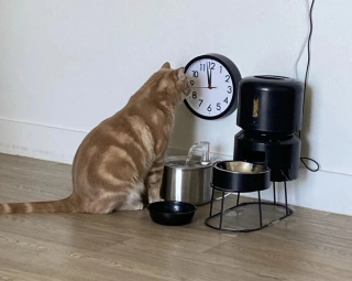 Illustration de l'article : 10 photos de chats et chiens amusantes pour égayer une journée maussade