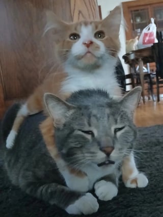 Illustration de l'article : 10 photos de chats et chiens amusantes pour égayer une journée maussade