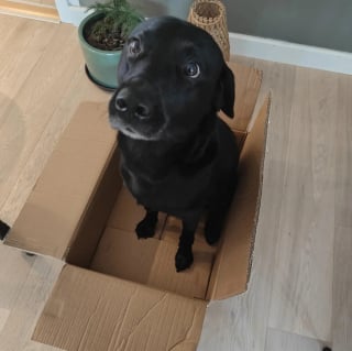 Illustration de l'article : 10 photos de chats et chiens amusantes pour égayer une journée maussade