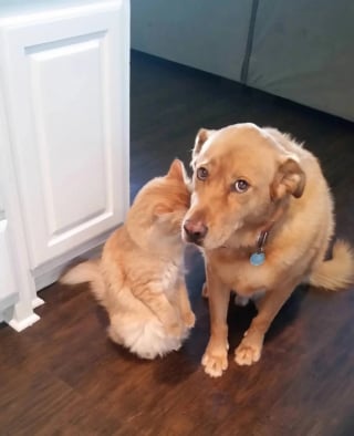 Illustration de l'article : 10 photos de chats et chiens amusantes pour égayer une journée maussade