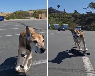 Illustration de l'article : 10 photos de chats et chiens amusantes pour égayer une journée maussade