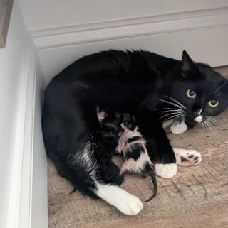 Illustration de l'article : 10 photos de chats et chiens amusantes pour égayer une journée maussade