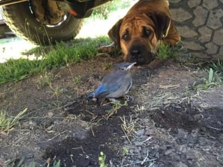 Illustration de l'article : 10 photos de chats et chiens amusantes pour égayer une journée maussade