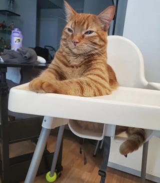 Illustration de l'article : 10 photos de chats et chiens amusantes pour égayer une journée maussade