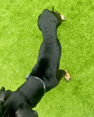 Illustration de l'article : Le pass&eacute; troublant d&rsquo;un chien qui arrive au refuge bless&eacute; et couvert de peinture 