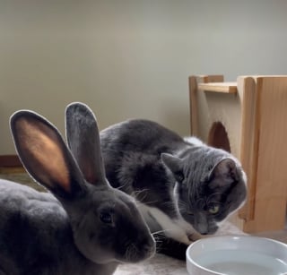Illustration de l'article : Un lapin et un chat ont mis en place un rituel matinal qui prouve que l’amitié n’a pas de frontières (vidéo)