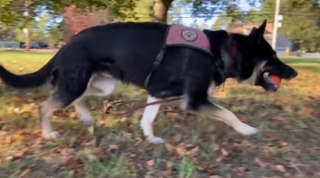 Illustration de l'article : Alors que le froid s’installait, une fillette de 2 ans perdue dans une forêt immense est secourue grâce au travail exceptionnel d’une chienne de recherche