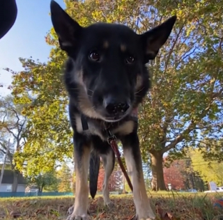 Illustration de l'article : Alors que le froid s’installait, une fillette de 2 ans perdue dans une forêt immense est secourue grâce au travail exceptionnel d’une chienne de recherche