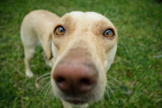 Illustration de l'article : 8 signes qui prouvent que votre chien fait des allergies