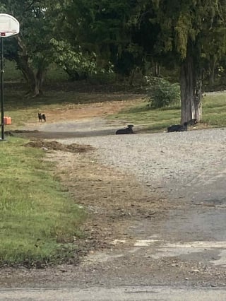 Illustration de l'article : Sur une route isolée, des sauveteurs découvrent plus de 60 chiens abandonnés et se mobilisent pour les sauver