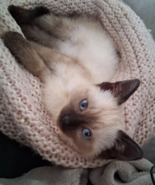 Illustration de l'article : 15 photos irrésistibles de chats et chiens partagées par leurs propriétaires