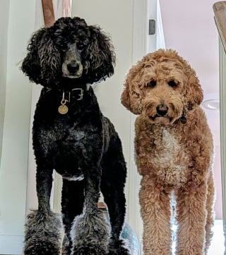 Illustration de l'article : 15 photos irrésistibles de chats et chiens partagées par leurs propriétaires