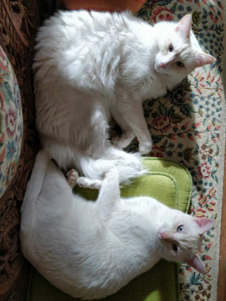 Illustration de l'article : 15 photos irrésistibles de chats et chiens partagées par leurs propriétaires