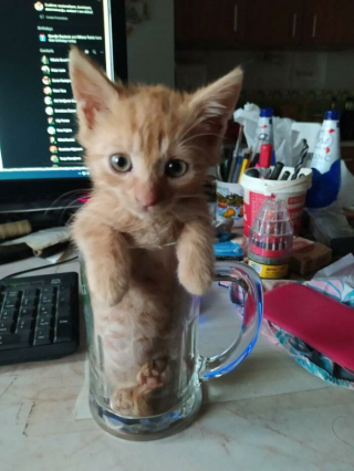 Illustration de l'article : 15 photos irrésistibles de chats et chiens partagées par leurs propriétaires