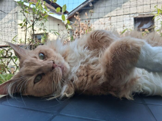 Illustration de l'article : 15 photos irrésistibles de chats et chiens partagées par leurs propriétaires