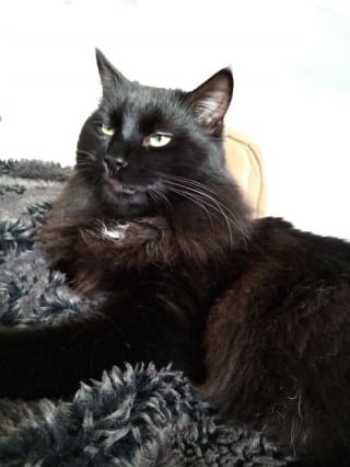 Illustration de l'article : 15 photos irrésistibles de chats et chiens partagées par leurs propriétaires